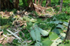 Sullia: Wild elephant attacks destroy plantations